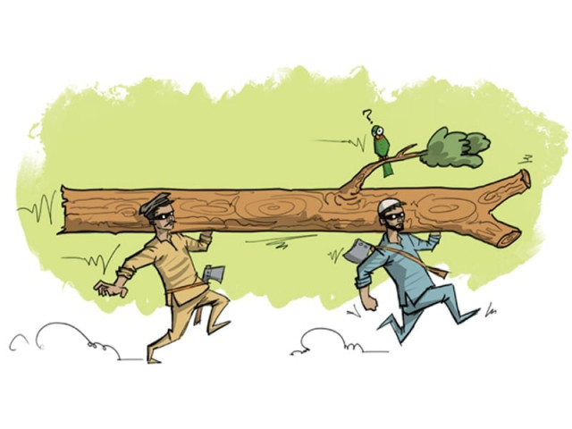 between 2000 and 2005 pakistan s forest cover declined by more than 2 illustration jamal khurshid