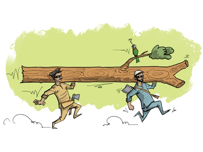 between 2000 and 2005 pakistan s forest cover declined by more than 2 illustration jamal khurshid