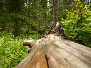 the pm who is also the g b council chairman has set aside a march 15 order for the disposal of timber lying in the forests of diamer photo file the pm who is also the g b council chairman has set aside a march 15 order for the disposal of timber lying in the forests of diamer photo file