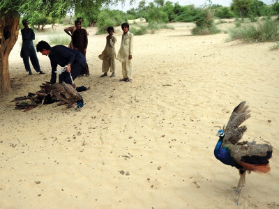 newcastle virus over five dozen peacocks reported dead in thar since june