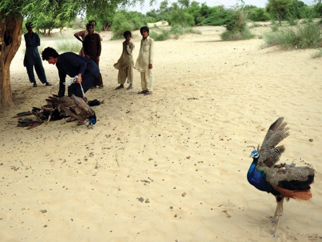 this file photo shows a peacock that died from the new castle virus in 2012 the same virus has caused the deaths of over five dozen peacocks in the month of june this file photo shows a peacock that died from the new castle virus in 2012 the same virus has caused the deaths of over five dozen peacocks in the month of june