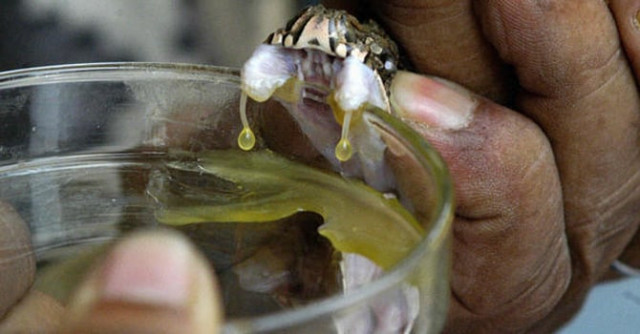 price difference 1 200 rupees is the cost per vial of anti snake venom in pakistan and in india the price ranges from rs1 000 to rs2 000 photo afp file