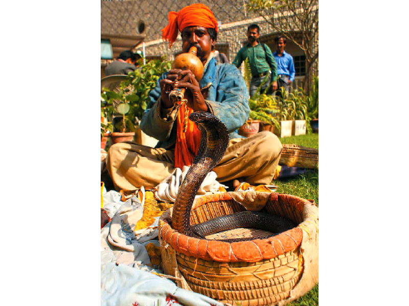 this picture shows a snake charmer performing with a pakistan black cobra one of the deadly snakes found in pakistan photo file