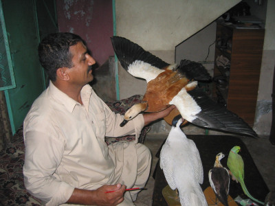 crafting immortality the taxidermist of peshawar