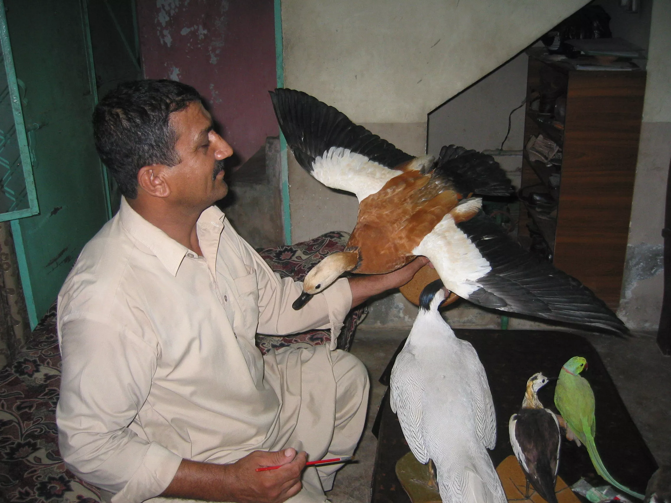 mostly hunters come knocking at the taxidermist s door wanting to preserve their bloody trophies as pristine mounts photo file mostly hunters come knocking at the taxidermist s door wanting to preserve their bloody trophies as pristine mounts photo file