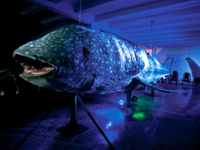 the whale shark exhibit is open at the pakistan museum of natural history but the overall environment still leaves something to be desired the whale shark exhibit is open at the pakistan museum of natural history but the overall environment still leaves something to be desired