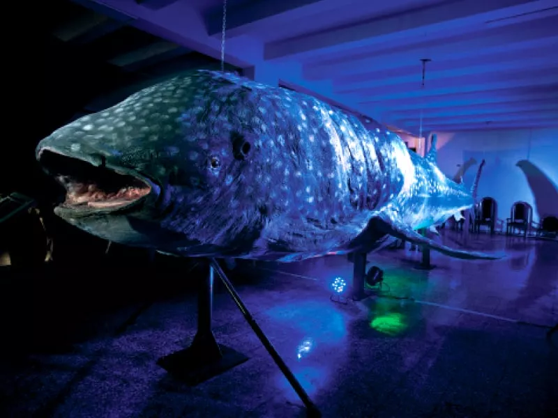 the whale shark exhibit is open at the pakistan museum of natural history but the overall environment still leaves something to be desired the whale shark exhibit is open at the pakistan museum of natural history but the overall environment still leaves something to be desired