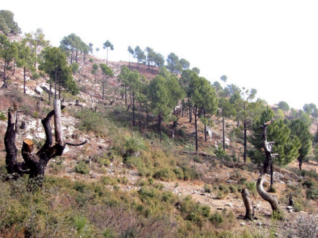 margalla hills which have been undergoing severe deforestation in last several years photo file margalla hills which have been undergoing severe deforestation in last several years photo file