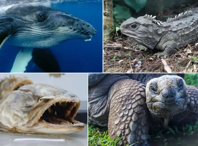 ten ancient species that have survived for millions of years ten ancient species that have survived for millions of years