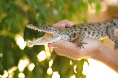 australia gifts prince george a baby crocodile