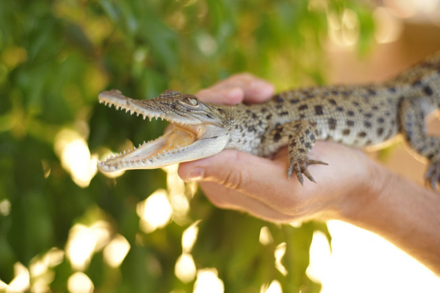 a crocodile named george presented as an unusual territory gift to britain 039 s new royal baby prince george on july 25 2013 photo afp a crocodile named george presented as an unusual territory gift to britain 039 s new royal baby prince george on july 25 2013 photo afp