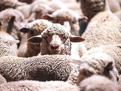 un healthy animals australia clears exporter of responsibility for sheep cull