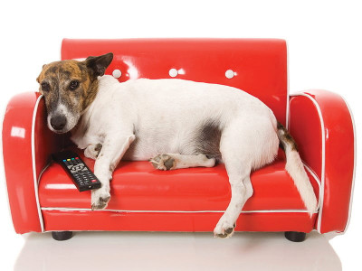 television has gone to the dogs