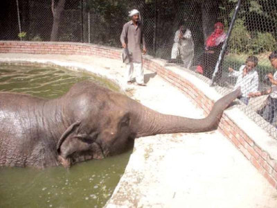 coming back to life saheli to be preserved displayed at museum