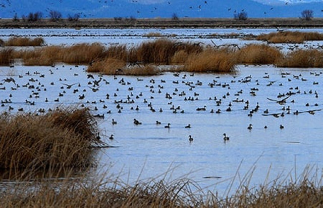 according to pakistan wetland programme pakistan has around 225 natural or man made wetlands which cover around 10 per cent of the country s total area photo reuters file