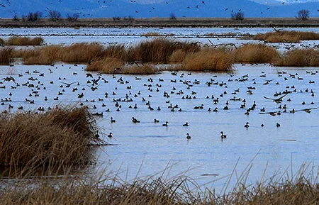 according to pakistan wetland programme pakistan has around 225 natural or man made wetlands which cover around 10 per cent of the country s total area photo reuters file according to pakistan wetland programme pakistan has around 225 natural or man made wetlands which cover around 10 per cent of the country s total area photo reuters file