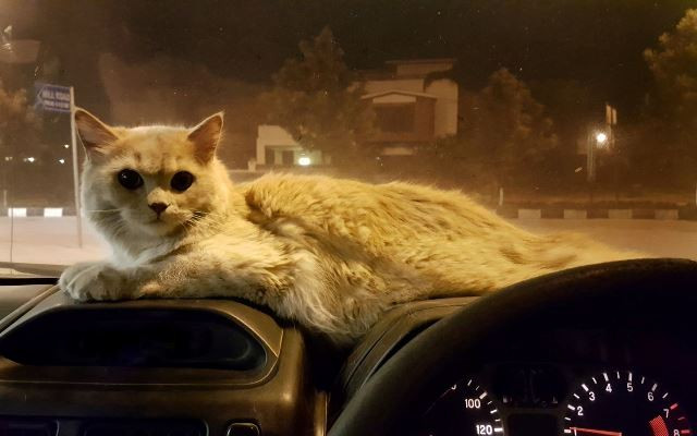 biskey is a member of my family and i pray he gets healthy soon photo marriya malik biskey is a member of my family and i pray he gets healthy soon photo marriya malik