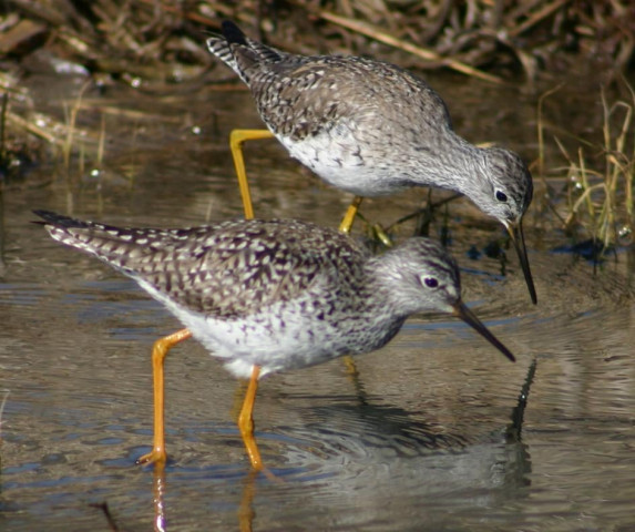bird checked for bugging devices by the turkish government in fear of israeli spying photo file