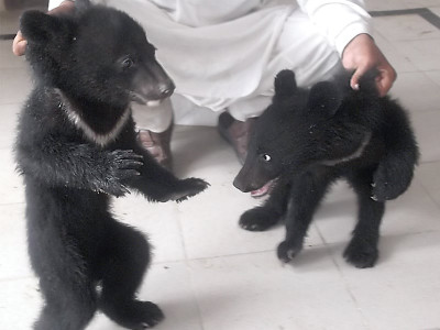 laid bare wildlife authorities seize two black bear cubs