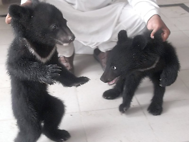 the two month old cubs are of a rare species of black bears which are an uncommon find in this part of the world photo express the two month old cubs are of a rare species of black bears which are an uncommon find in this part of the world photo express