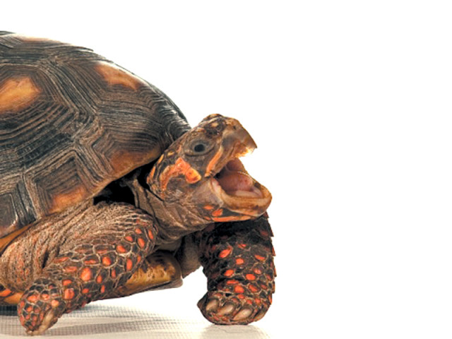 officials at the turtle hospital decided od needed a better home with a larger and more stimulating environment photo magblog audubon org officials at the turtle hospital decided od needed a better home with a larger and more stimulating environment photo magblog audubon org
