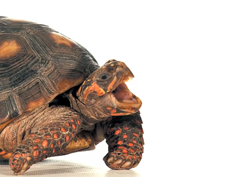 officials at the turtle hospital decided od needed a better home with a larger and more stimulating environment photo magblog audubon org officials at the turtle hospital decided od needed a better home with a larger and more stimulating environment photo magblog audubon org