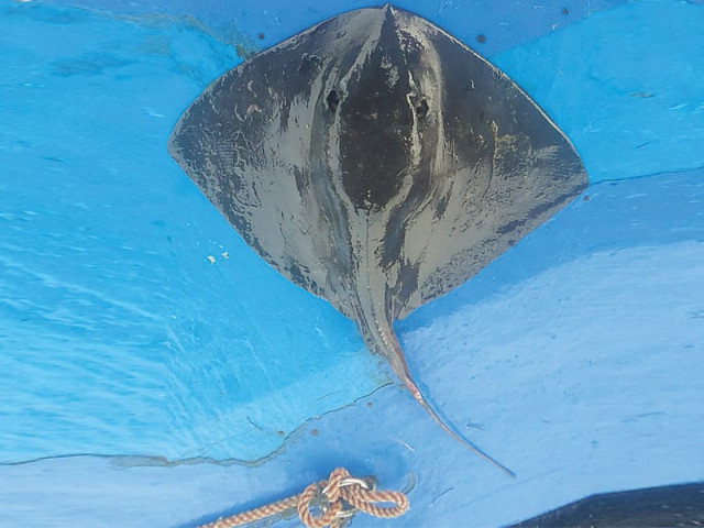 a rare species of the pelagic whiptail stingray was spotted off the ormara coast in balochistan by wwf scientists photo courtesty wwf op a rare species of the pelagic whiptail stingray was spotted off the ormara coast in balochistan by wwf scientists photo courtesty wwf op