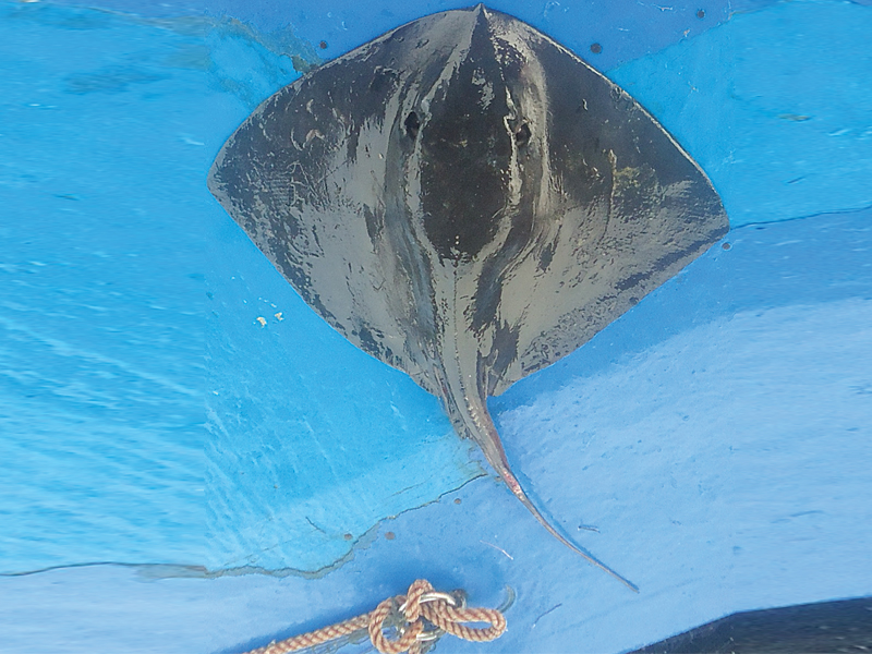 a rare species of the pelagic whiptail stingray was spotted off the ormara coast in balochistan by wwf scientists photo courtesty wwf op