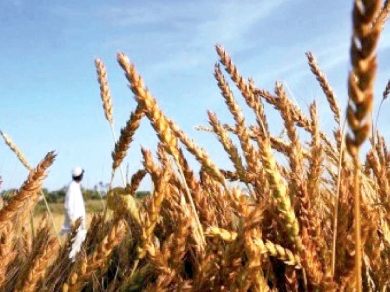 in 2013 passco purchased 1 15 million tons of wheat in the provinces of punjab and sindh at the support price of rs1 200 per 40 kilogrammes photo file