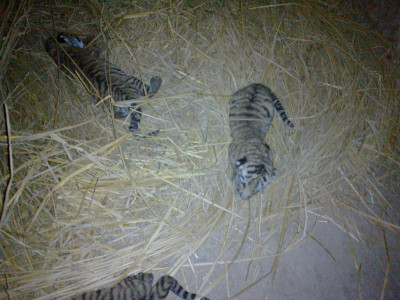 tigress gives birth to four at bahawalpur zoo