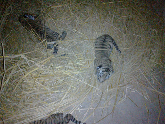 new born cubs of a bengal tiger at the bahawalpur zoo photo express new born cubs of a bengal tiger at the bahawalpur zoo photo express