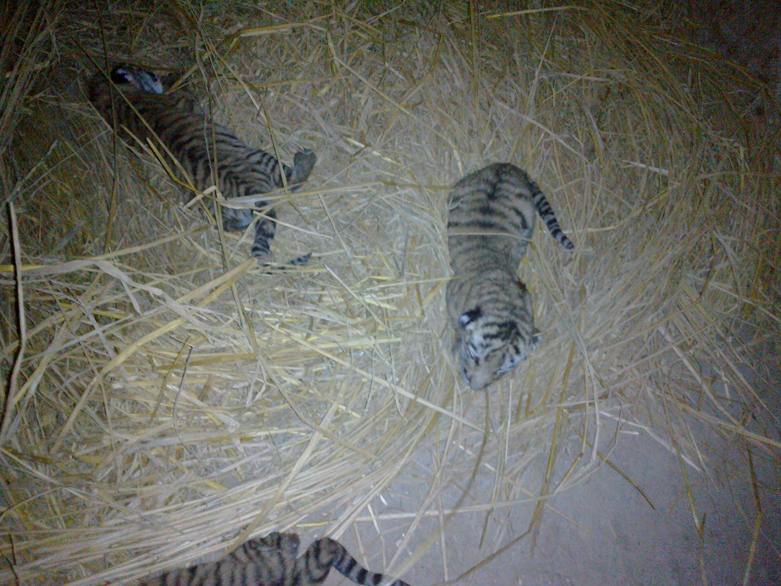 new born cubs of a bengal tiger at the bahawalpur zoo photo express