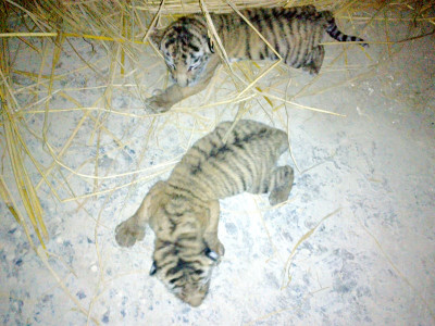 bahawalpur zoo tigress gives birth to four cubs