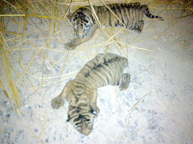 the newborn cubs photo express