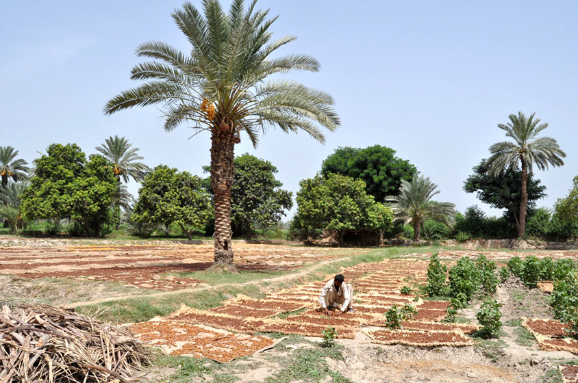 at least 21 farmers from makran kech and panjgor attended the training course organised by agriculture poly technique institute api and other organisations in collaboration with date palm research institute salu khairpur photo afp file