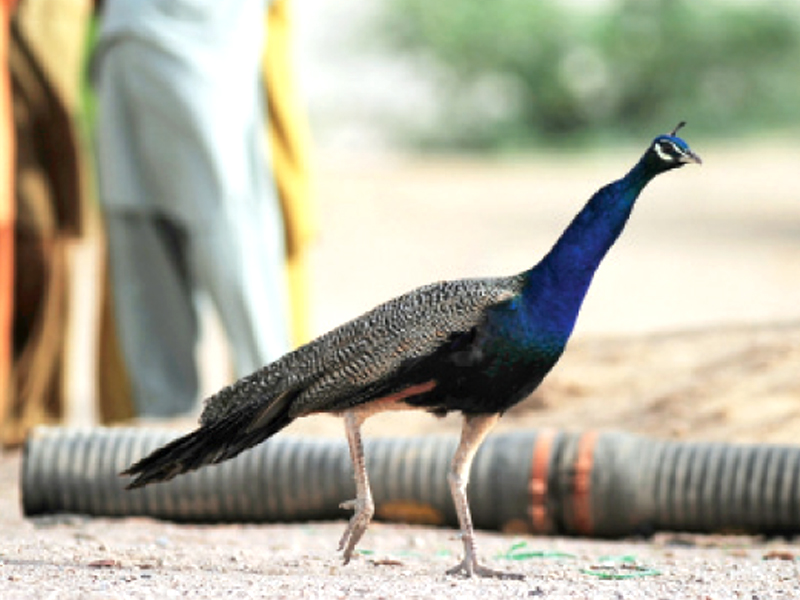over five peacocks fall dead at the bahawalpur zoo because of sewage photo file