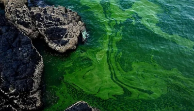 giant algae blooms on the ocean s surface are poisoning karachi s fish