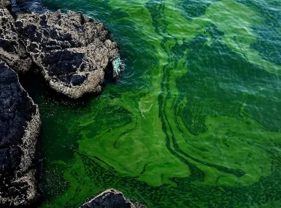 giant algae blooms on the ocean s surface are poisoning karachi s fish giant algae blooms on the ocean s surface are poisoning karachi s fish