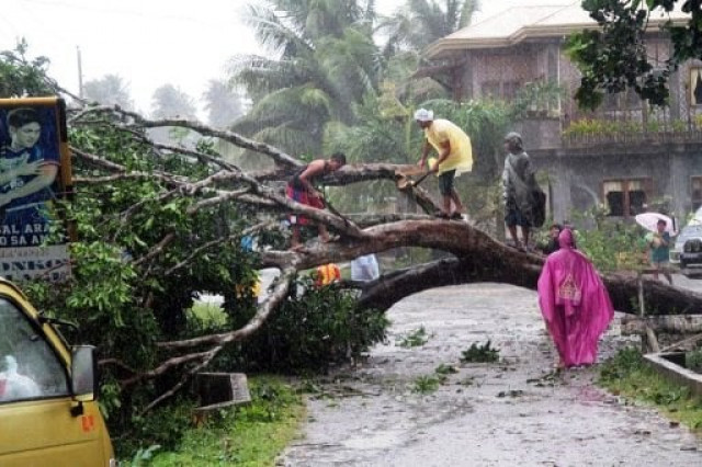 typhoon uprooted trees and power lines photo afp typhoon uprooted trees and power lines photo afp