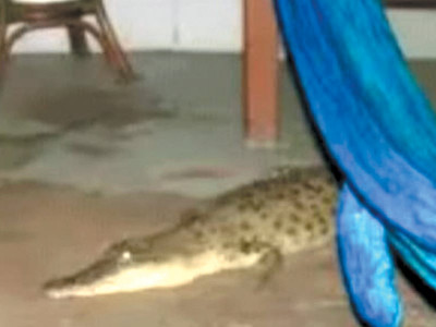 seven crocodiles attack crowd in shaikhupura seven crocodiles attack crowd in shaikhupura