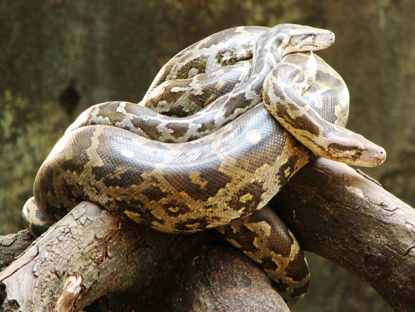 file photo of a python photo file