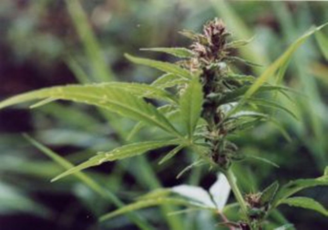 canabis plant photo file canabis plant photo file