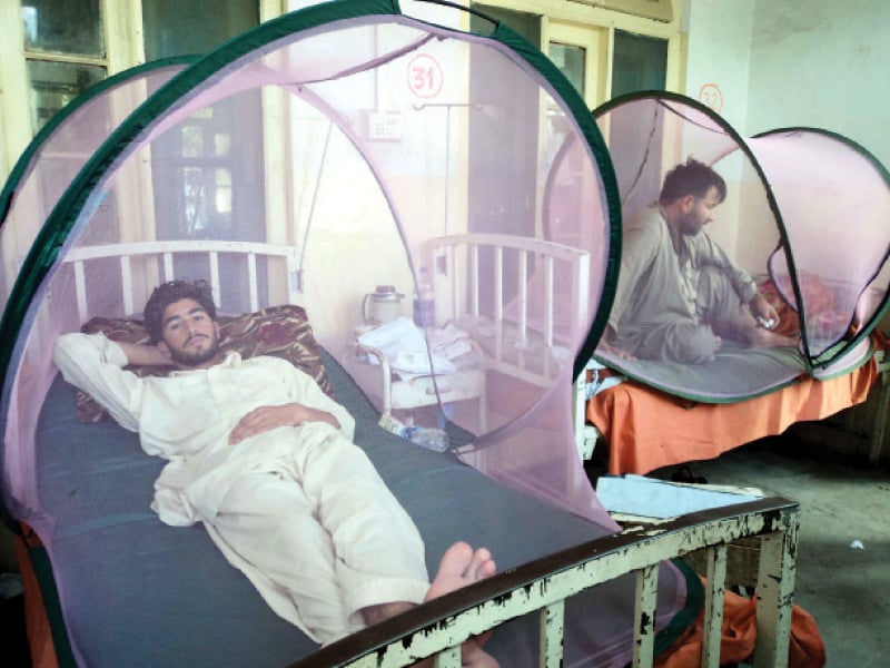 six patients admitted at saidu teaching hospital for dengue have been kept in a separate ward photo fazal khaliq express