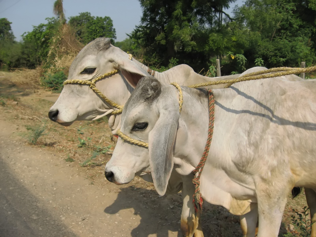 afghan eid animal ban hits livestock traders