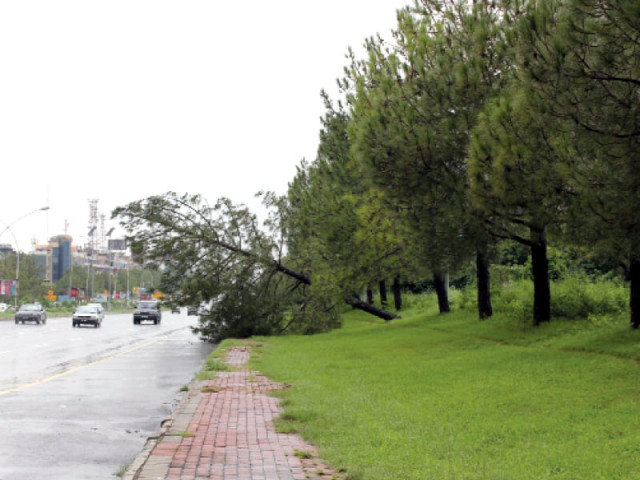 a tree partially uprooted in blue area due to the recent heavy rains in the capital photo express a tree partially uprooted in blue area due to the recent heavy rains in the capital photo express
