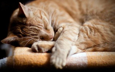 dog donates blood to save cat dog donates blood to save cat