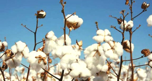within days of floods destroying the crops the price of cotton has jumped by 13 to rs7 000 per 40 kilogrammes against the previous rates of rs6 200 photo file