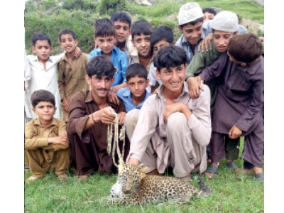 dhodiyal pheasantry 12 year old brings home stray leopard
