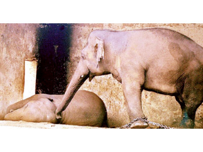 a widower s woes kaawan destined for a life of loneliness a widower s woes kaawan destined for a life of loneliness