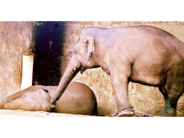 kaawan taps saheli on the head to try and wake her up photo file kaawan taps saheli on the head to try and wake her up photo file
